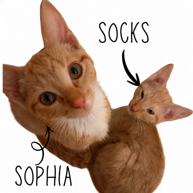 Sophia - Tabby