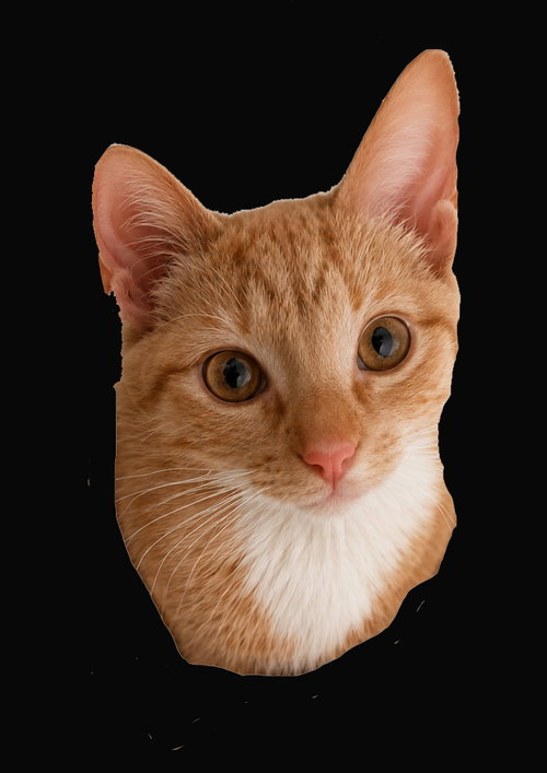 Sophia, Baby Tabby / Mixed (short coat), cat for adoption in Pineville, Louisiana