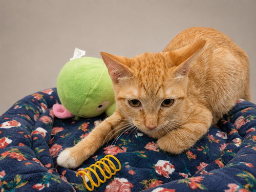 picture of the cat needing adoption