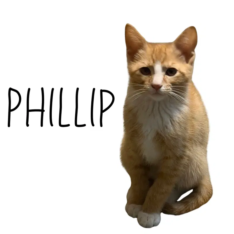 Phillip - Tabby