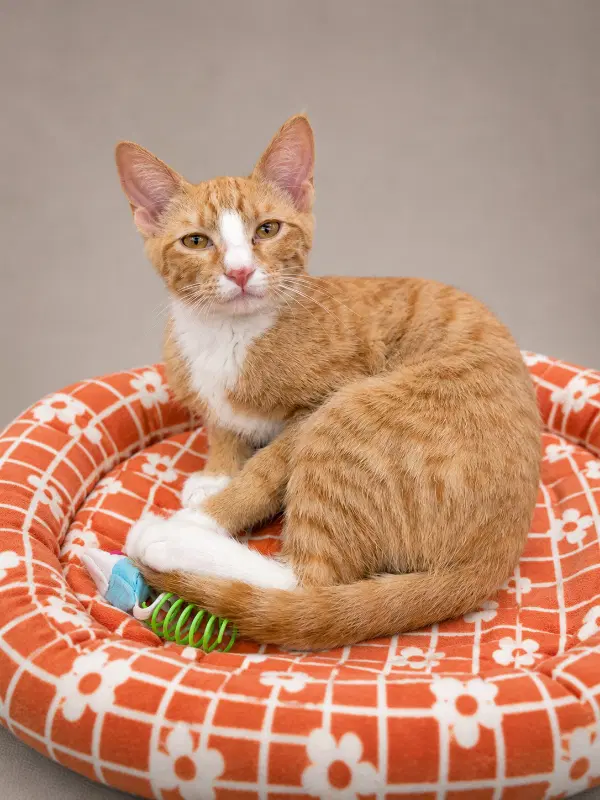 Phillip - Tabby