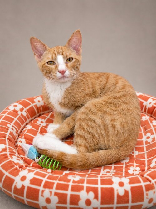 picture of the cat needing adoption