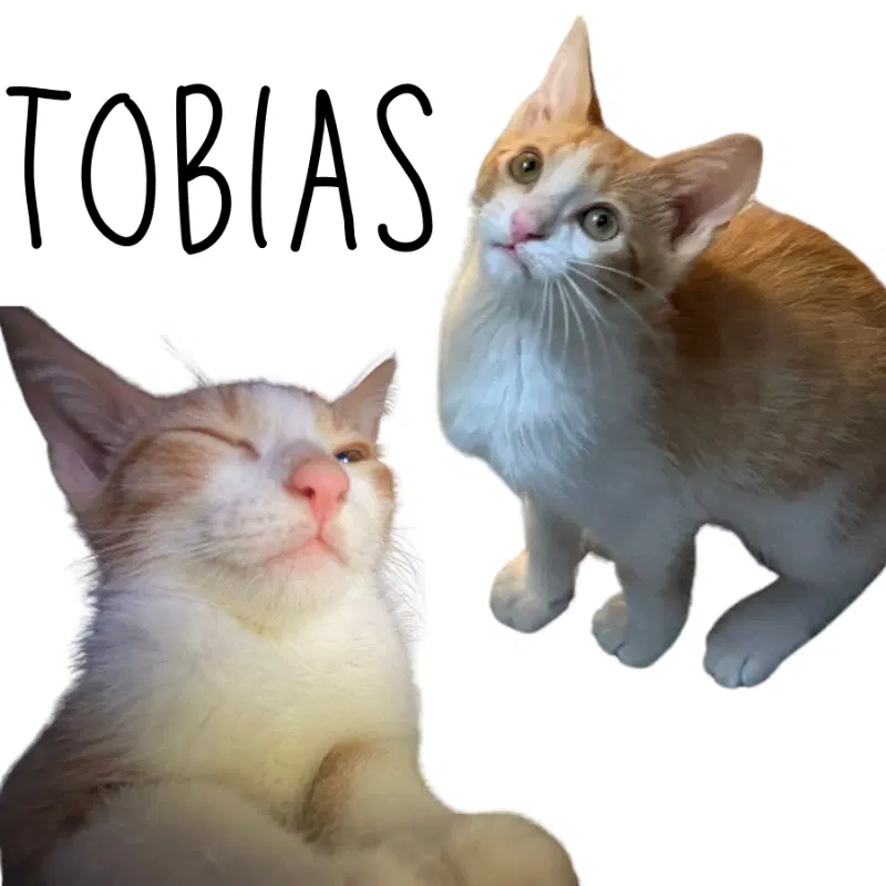 Tobias - Tabby
