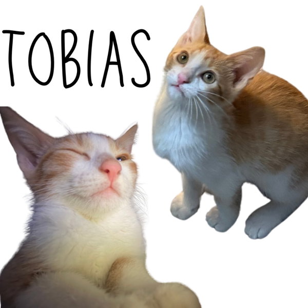 Tobias