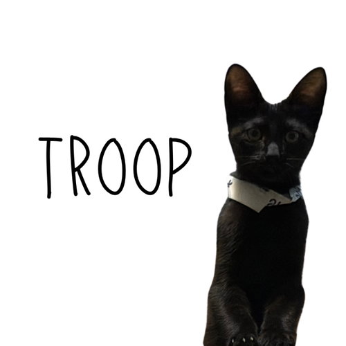 Troop, an adoptable Domestic Short Hair in Pineville, LA