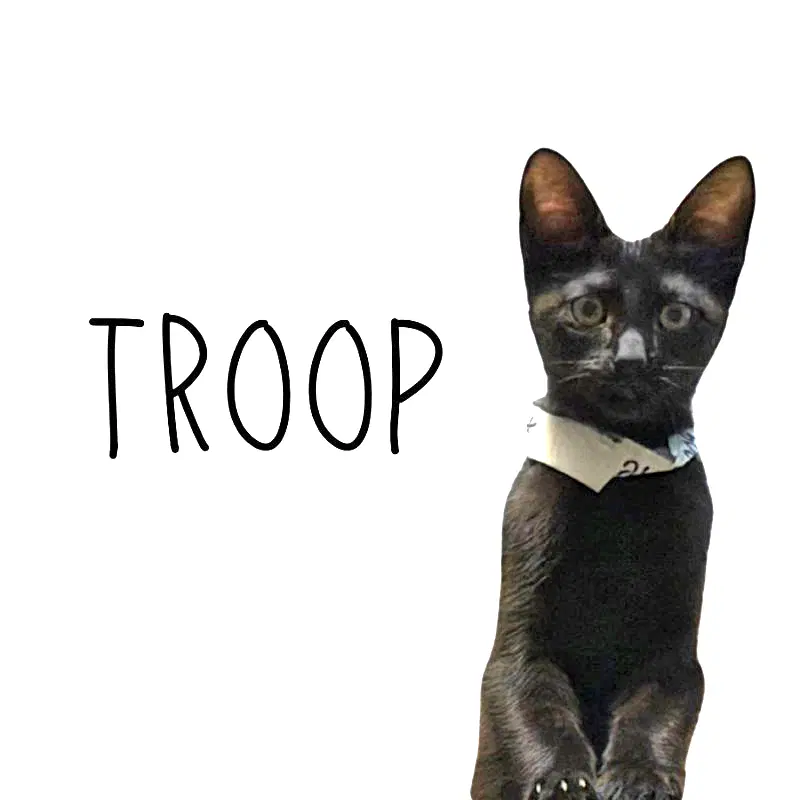 Troop image 3