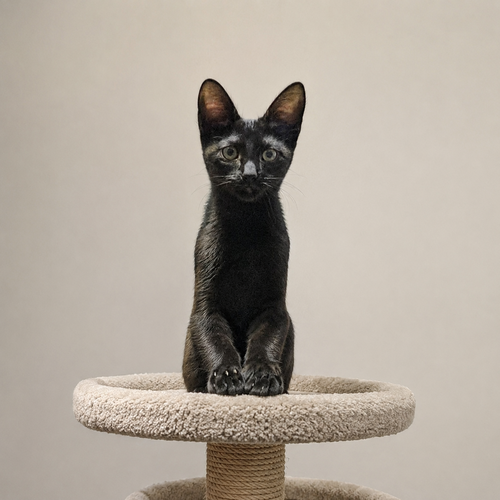Troop, Baby Domestic Short Hair / Mixed (short coat), cat for adoption in Pineville, Louisiana