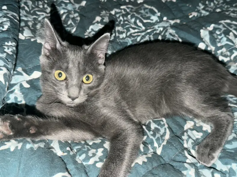 Zev - Domestic Short Hair