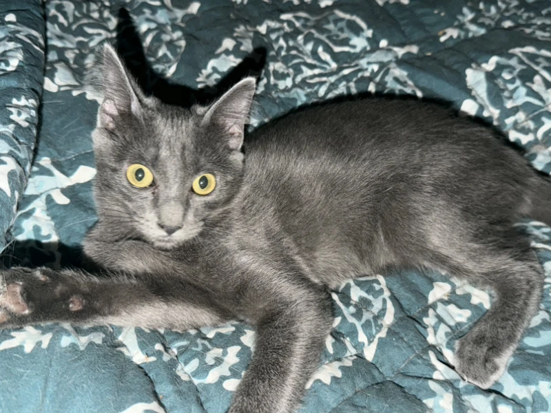 Zev
