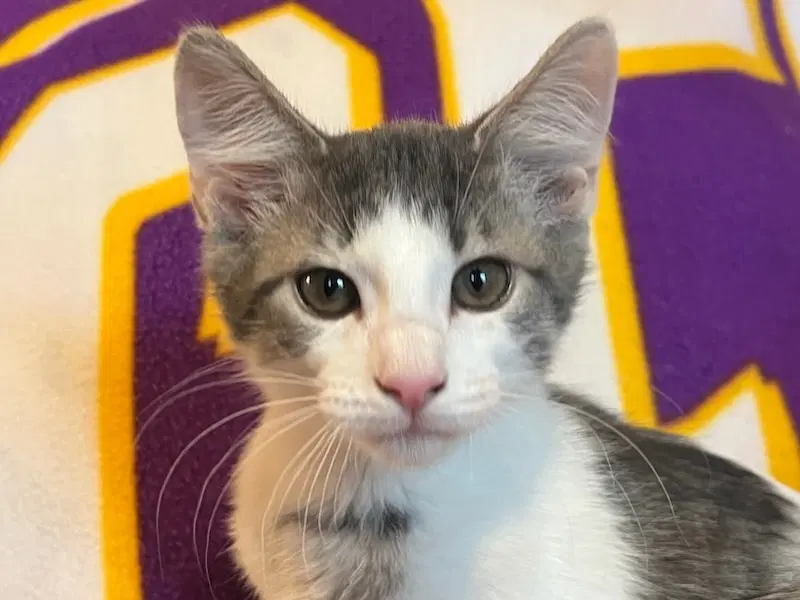 Spot - Tabby