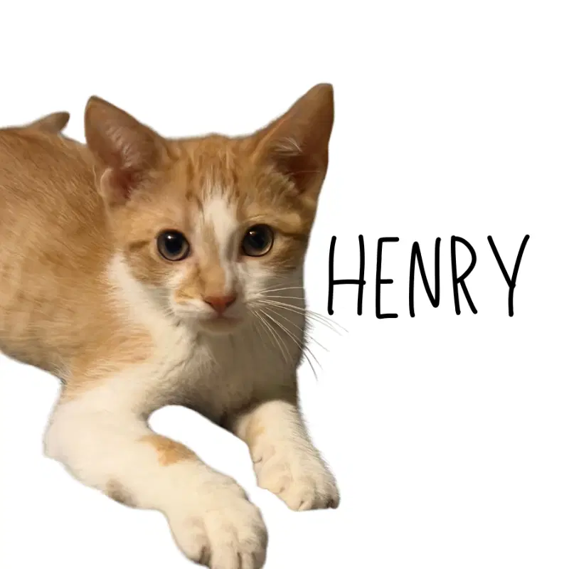 Henry - Tabby