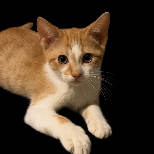 Henry, Tabby / Domestic Short Hair / Mixed, cat for adoption in Pineville, Louisiana