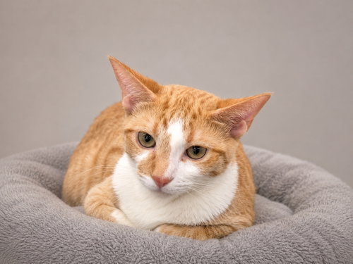 picture of the cat needing adoption