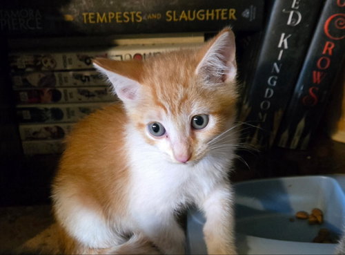 picture of the cat needing adoption