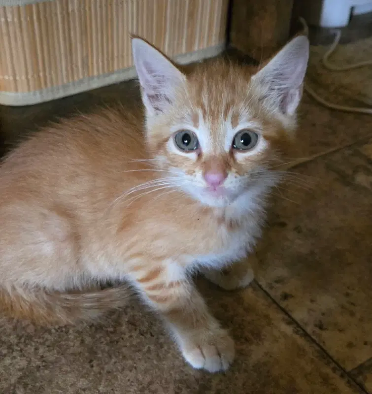 Mighty Caesar - Domestic Short Hair
