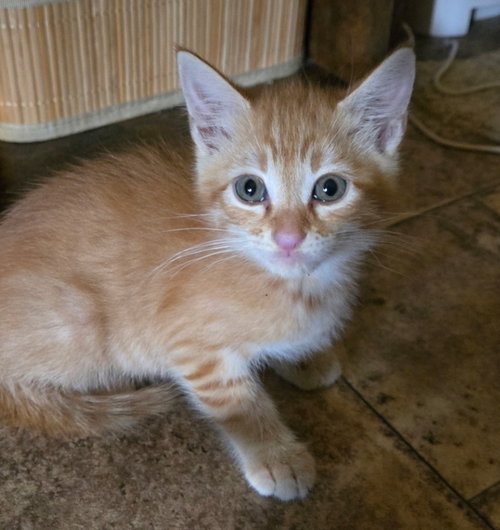 picture of the cat needing adoption
