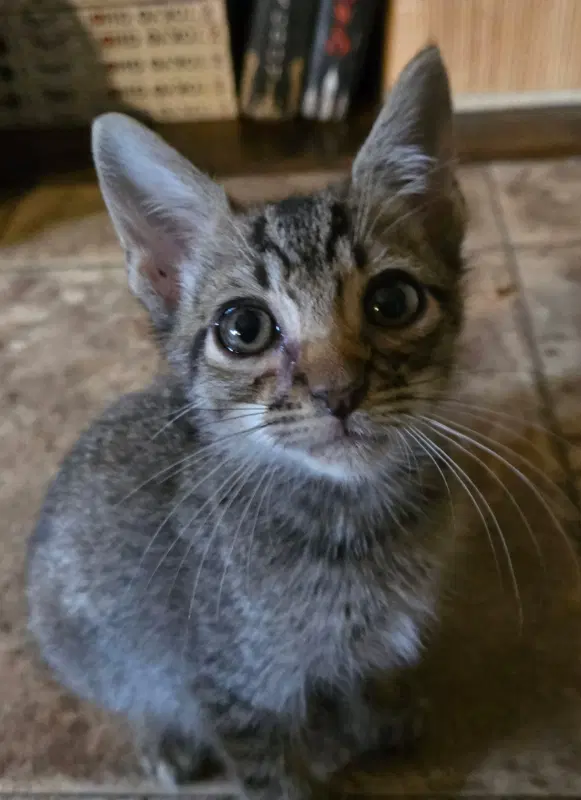 Joshua Graham - Domestic Short Hair