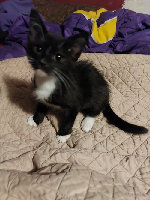 Ore, Baby Tuxedo / Mixed (short coat), cat for adoption in Pineville, Louisiana