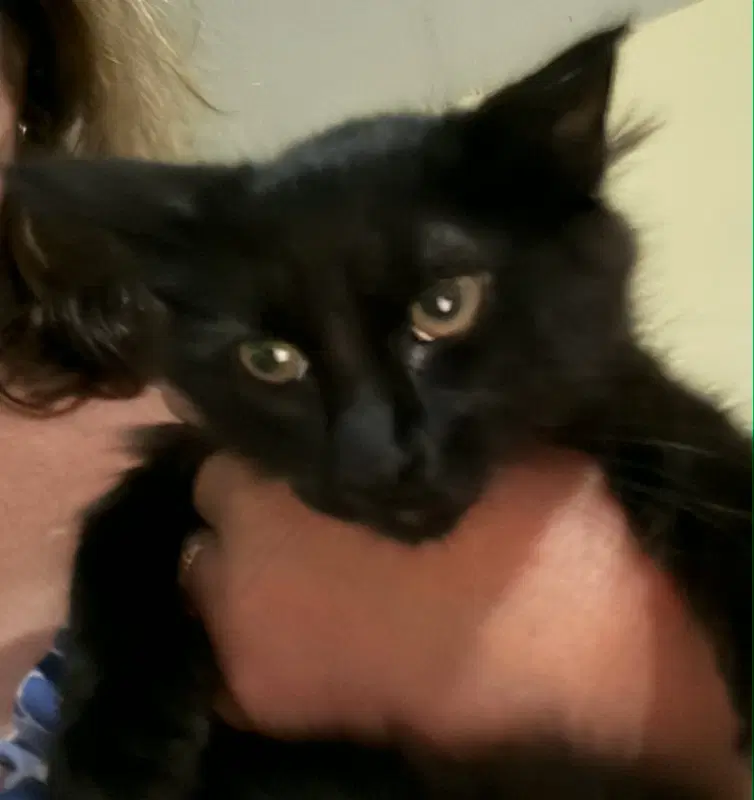Blueberry - Domestic Long Hair
