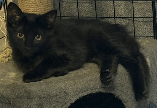 Photo 3 of Blueberry
