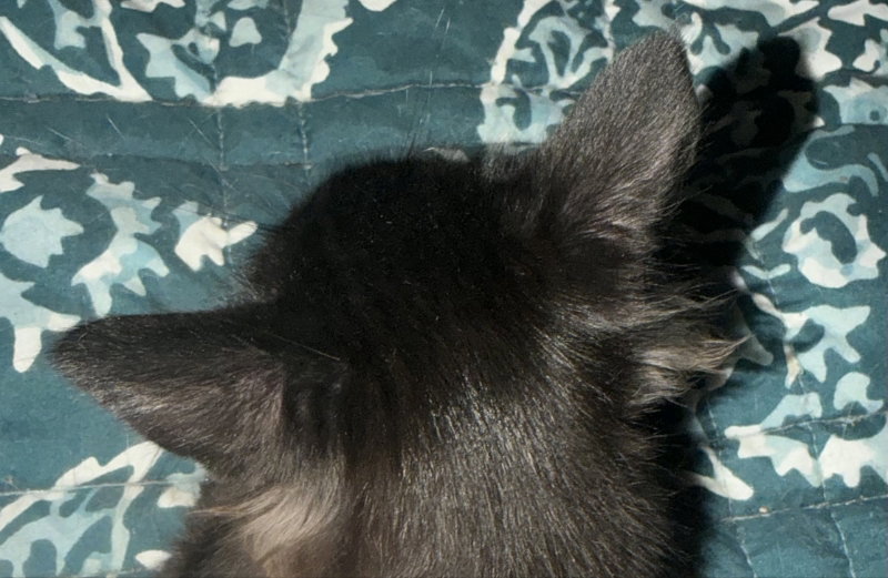 Blueberry, photo 5