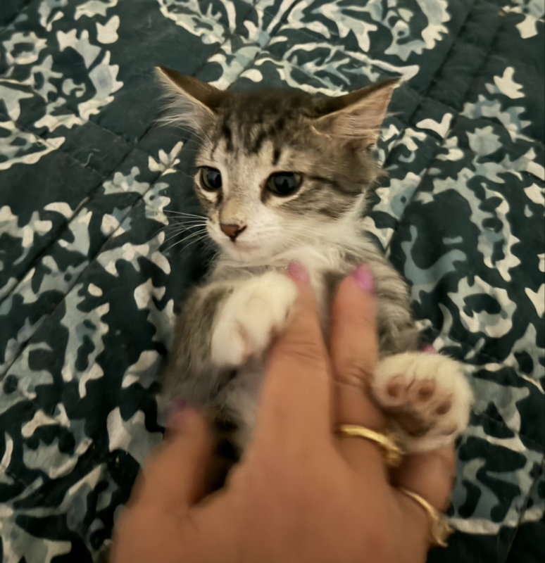 Banana Nut, Domestic Short Hair