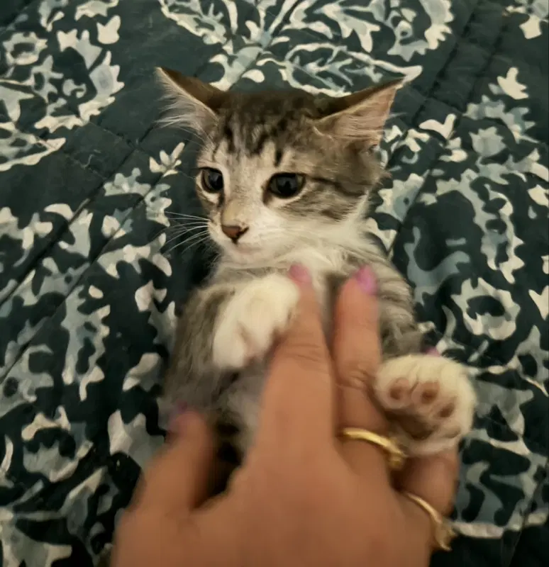 Banana Nut - Domestic Short Hair