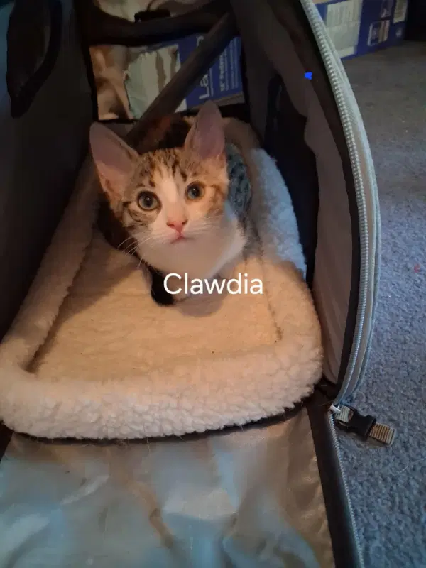 Clawdia image 3