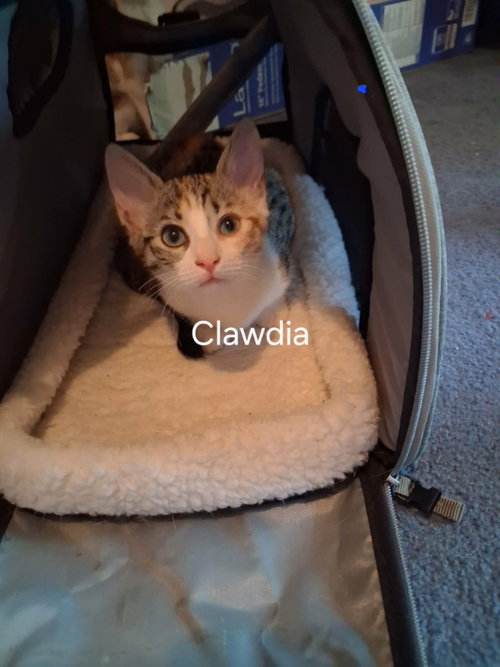Photo 3 of Clawdia