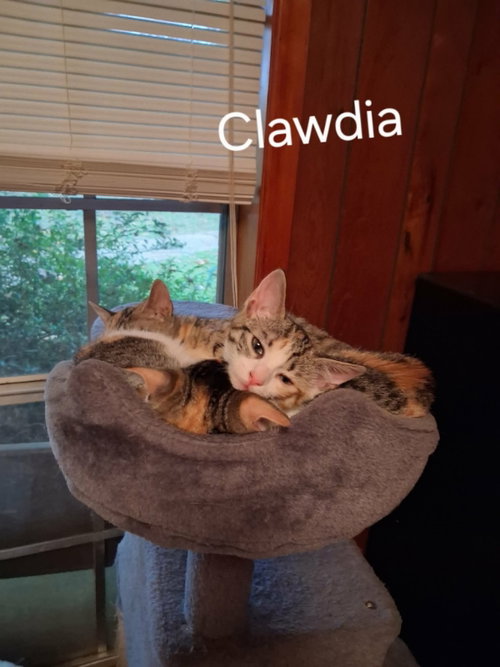 Photo 4 of Clawdia