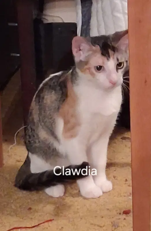 Clawdia - Tabby