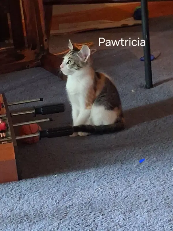 Pawtricia - Calico