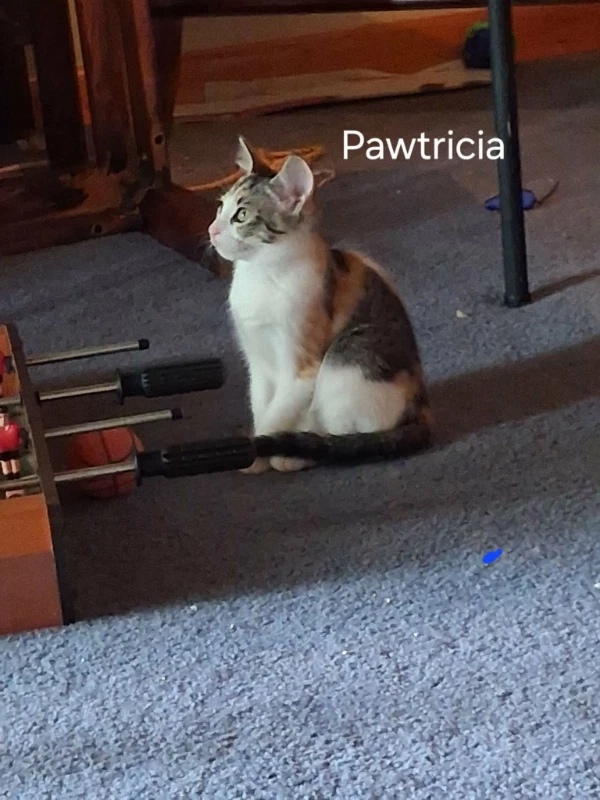 Pawtricia