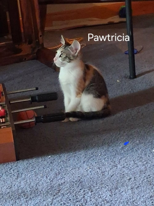 picture of the cat needing adoption