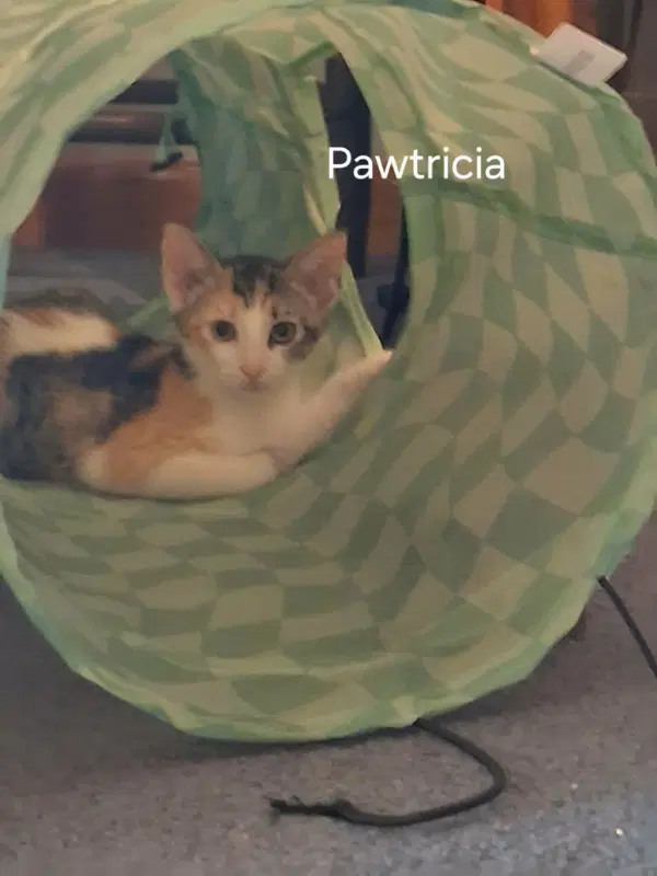 Pawtricia image 3