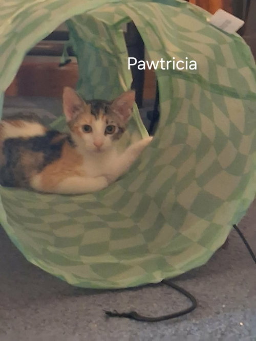 Photo 3 of Pawtricia
