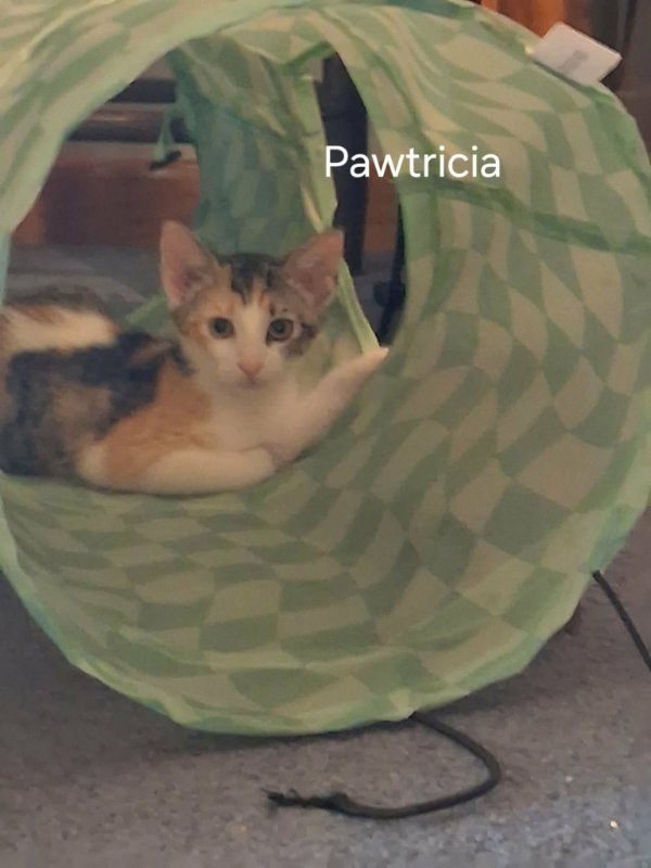 Pawtricia