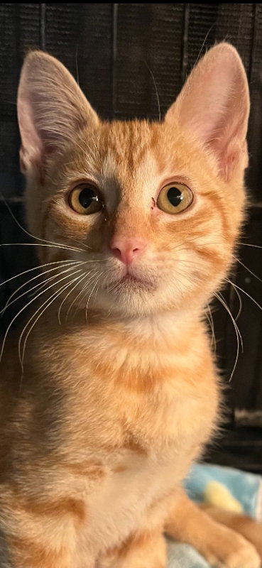 Texx, Baby Domestic Short Hair / Tabby / Mixed (short coat), cat for adoption in Pineville, Louisiana