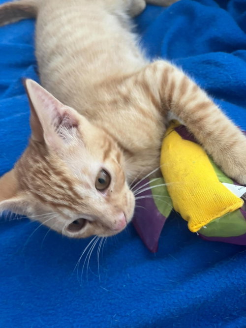 picture of the cat needing adoption