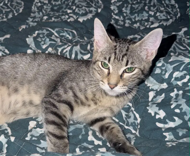 Bautista - Domestic Short Hair