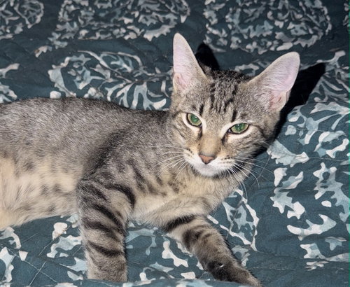 Bautista, a cat for adoption from Cenla Cat Project