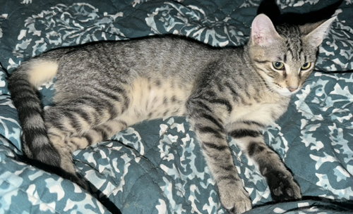 Photo 2 of Bautista