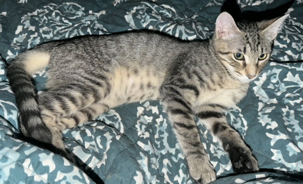 Bautista