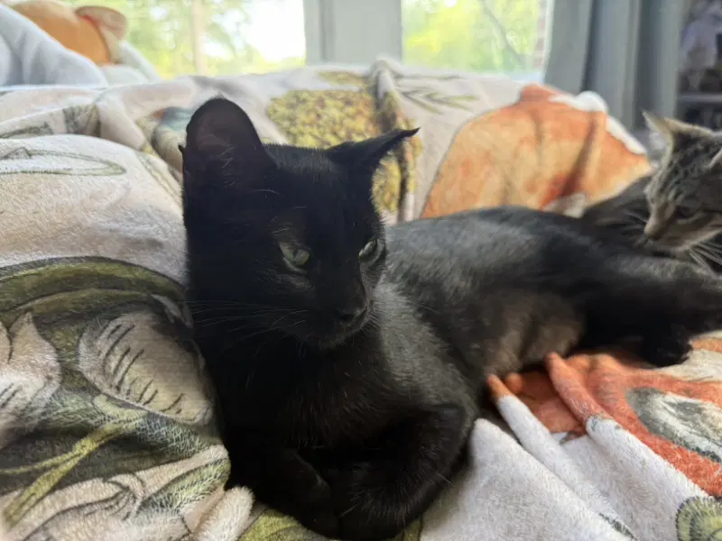 Bella Luna - Domestic Short Hair
