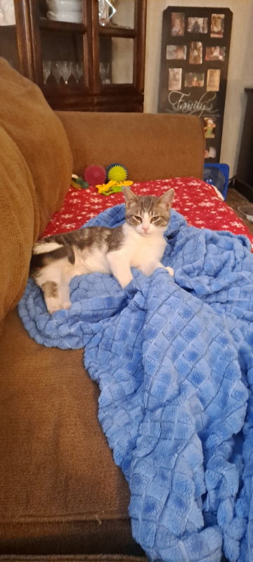 Elliott