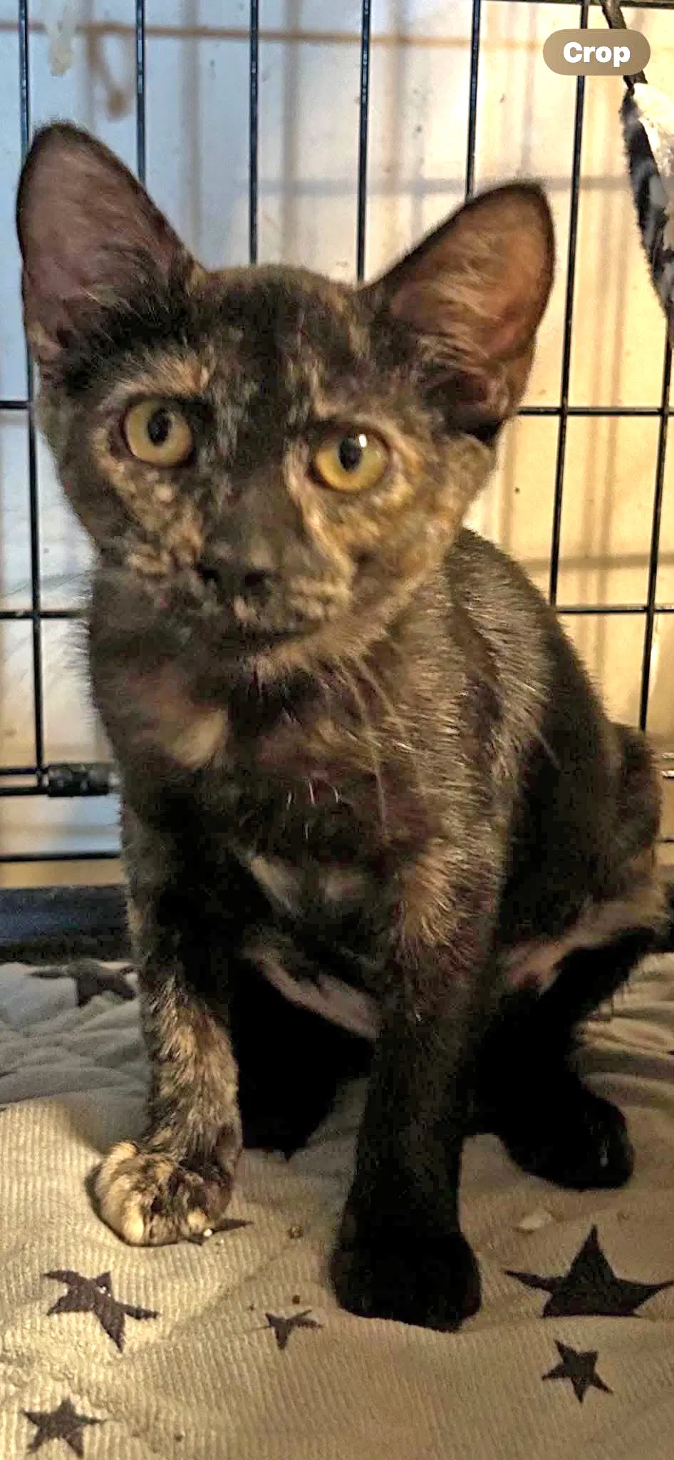 Tabitha - Tortoiseshell