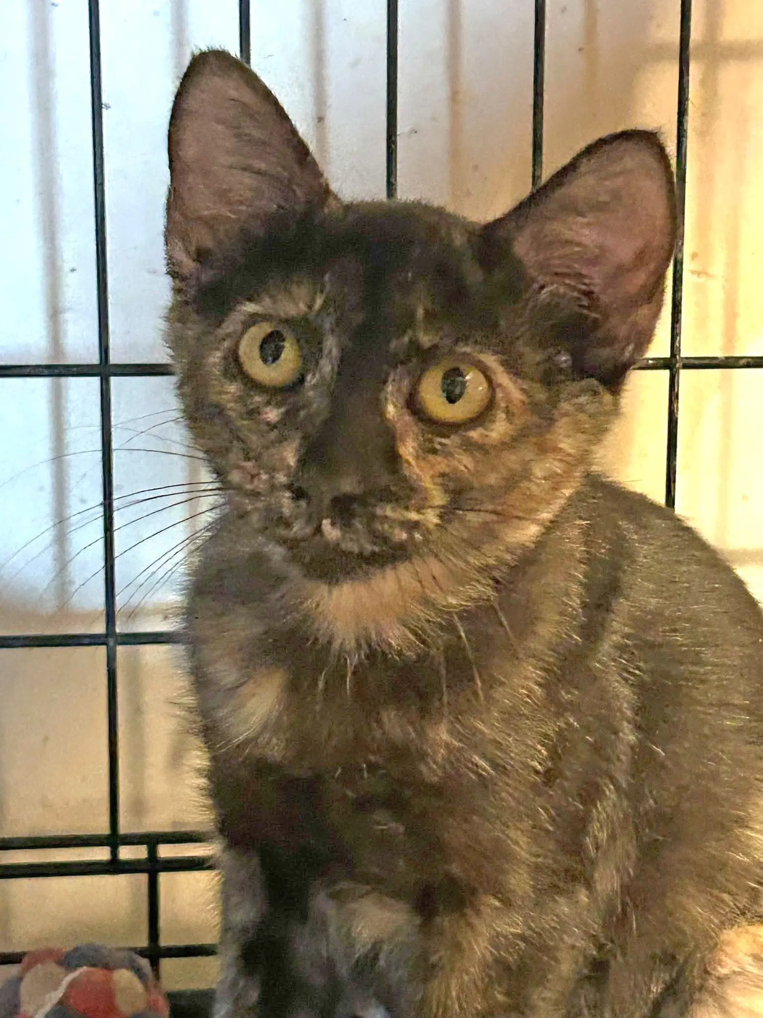 Tabitha image 3