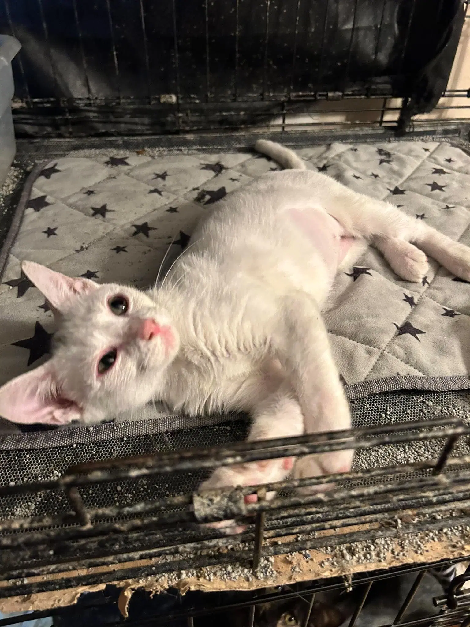 Domino - Siamese