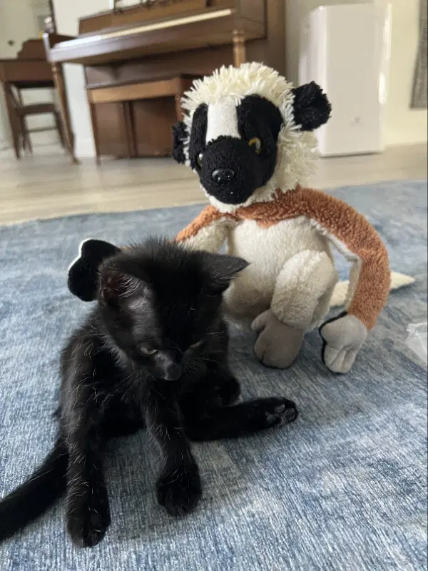 Fuzz - Domestic Medium Hair