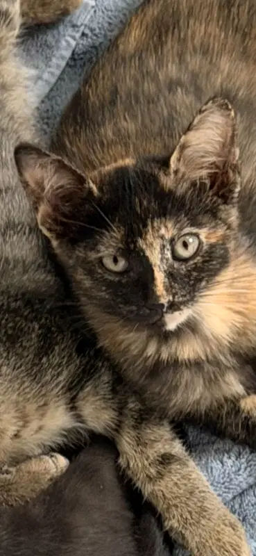 Caramel - Domestic Short Hair